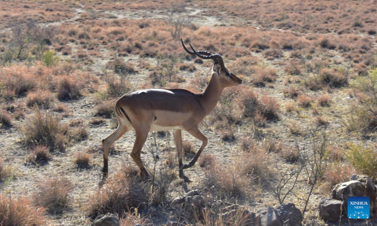 An impala is pictured at the Khama Rhino Sanctuary in Serowe, Botswana, on July 28, 2023. Khama Rhino Sanctuary provides a prime habitat for white and black rhinos as well as more than 30 other animal species in the eastern center of Botswana. Photo:Xinhua