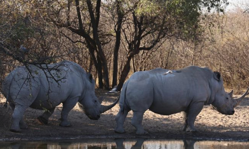 White rhinos are pictured at the Khama Rhino Sanctuary in Serowe, Botswana, on July 28, 2023. Khama Rhino Sanctuary provides a prime habitat for white and black rhinos as well as more than 30 other animal species in the eastern center of Botswana. It was founded in 1992 as a community-based wildlife project to help save the extinct rhinos and bring economic benefits to the local community through tourism and the sustainable use of resources. (Xinhua/Teng Junwei)