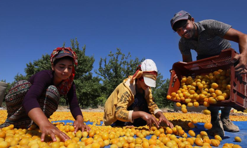 People dry apricots in Malatya, central Türkiye, on Aug. 6, 2023. (Mustafa Kaya/Handout via Xinhua)