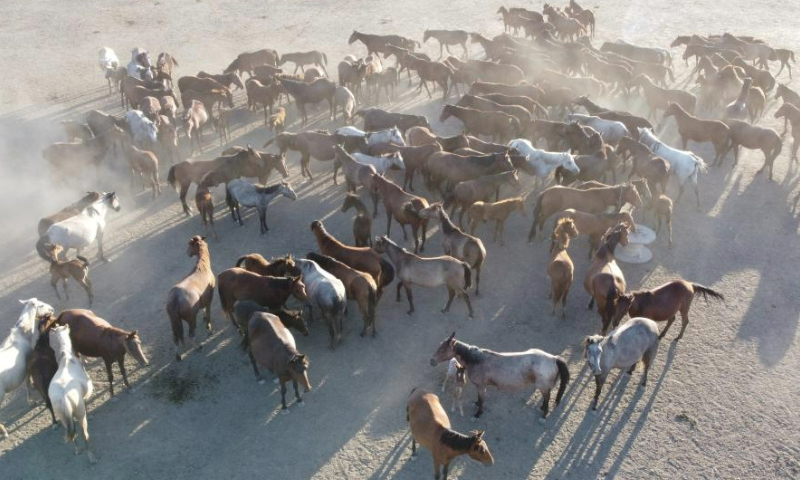 This aerial photo taken on Aug. 5, 2023 shows a herd of wild horses at Sultan Reedy National Park in Kayseri, Türkiye. The park is located around Lake Yay in Kayseri Province, central Türkiye. (Mustafa Kaya/Handout via Xinhua)