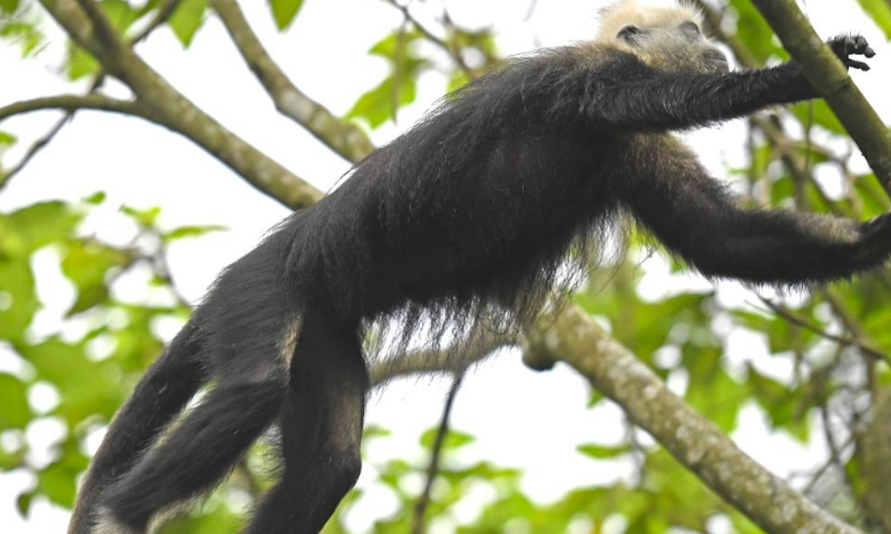 A white-headed langur moves through the woods at a national nature reserve in Luobai Town of Jiangzhou District, Chongzuo City, south China's Guangxi Zhuang Autonomous Region, Aug. 5, 2023. The white-headed langur is one of the world's most endangered primate species and exclusive to China. The endangered animal, characterized by the white hair on their heads, are spotted in the 200-square km karst hills between the Zuojiang and Mingjiang rivers in Chongzuo. (Xinhua/Zhou Hua)

