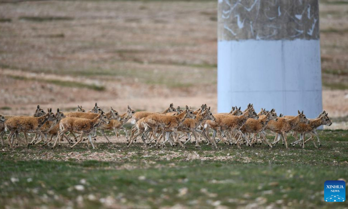 Tibetan antelopes pass through the Qinghai-Tibet Highway to return to their habitat in northwest China's Qinghai Province, July 28, 2023. Photo:Xinhua