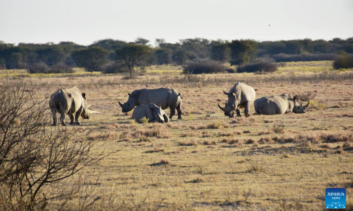 White rhinos are pictured at the Khama Rhino Sanctuary in Serowe, Botswana, on July 28, 2023. Khama Rhino Sanctuary provides a prime habitat for white and black rhinos as well as more than 30 other animal species in the eastern center of Botswana. Photo:Xinhua