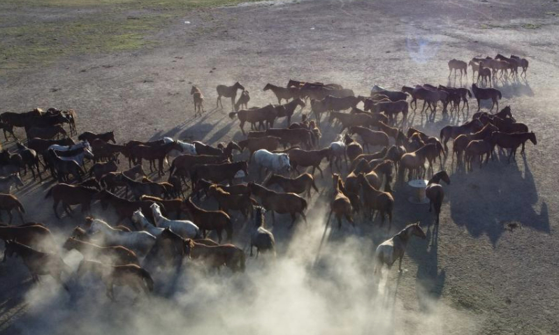 This aerial photo taken on Aug. 5, 2023 shows a herd of wild horses at Sultan Reedy National Park in Kayseri, Türkiye. The park is located around Lake Yay in Kayseri Province, central Türkiye. (Mustafa Kaya/Handout via Xinhua)