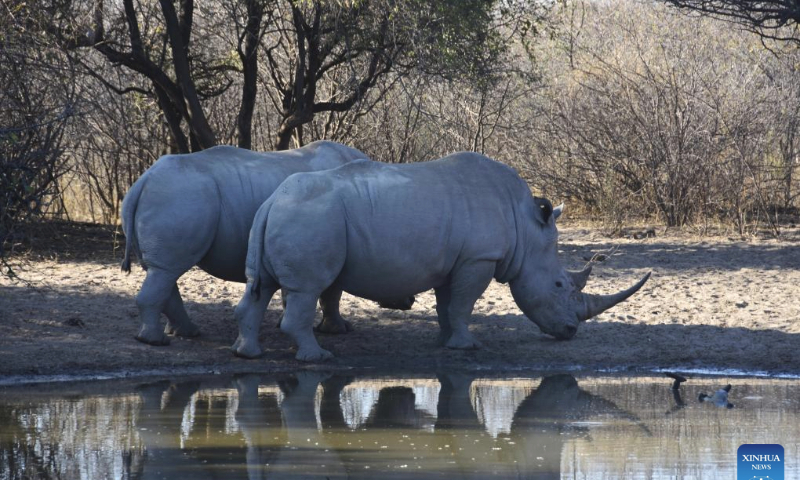 White rhinos are pictured at the Khama Rhino Sanctuary in Serowe, Botswana, on July 28, 2023. Khama Rhino Sanctuary provides a prime habitat for white and black rhinos as well as more than 30 other animal species in the eastern center of Botswana. It was founded in 1992 as a community-based wildlife project to help save the extinct rhinos and bring economic benefits to the local community through tourism and the sustainable use of resources. (Xinhua/Teng Junwei)