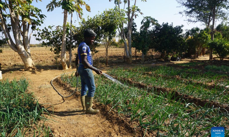 A farmer waters plants using solar-powered irrigation equipment in Chibombo district, central Zambia, July 24, 2023. (Photo by Lillian Banda/Xinhua)