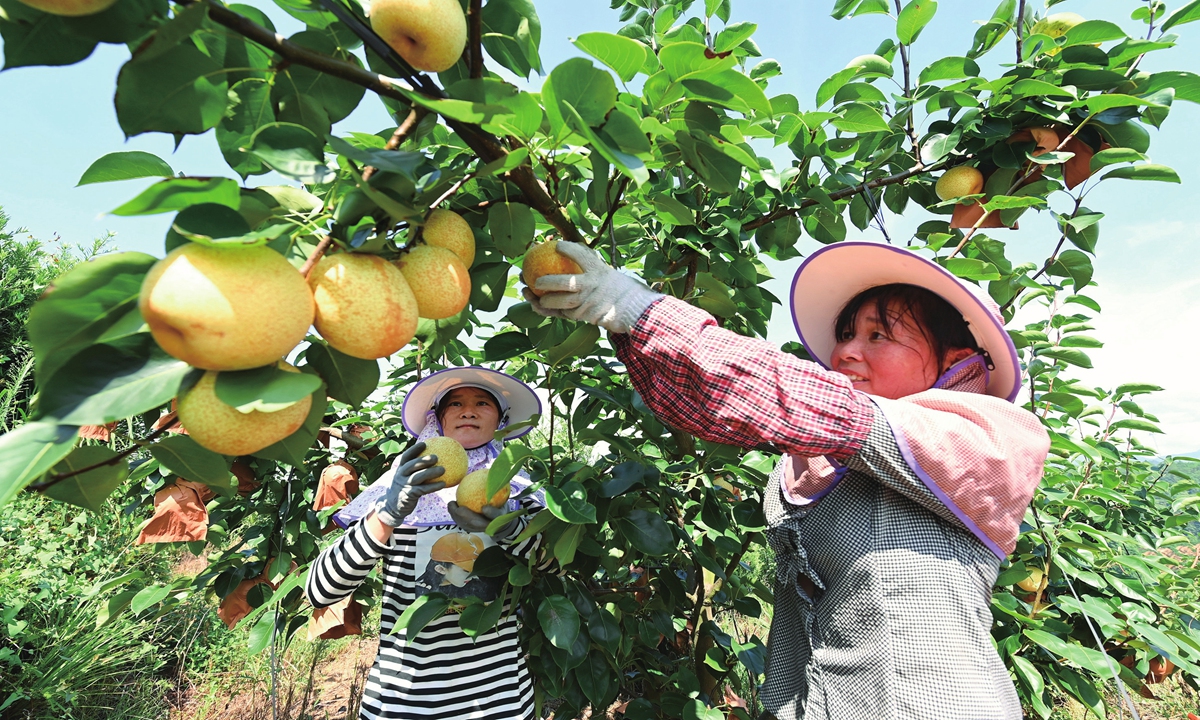 Farmers harvest pears in Ganzhou, East China's Jiangxi Province on July 26, 2023. The local government has been implementing supportive measures to guide local farmers to develop the industrial chain for special fruit crops and form a local rural tourism brand. Photo: VCG