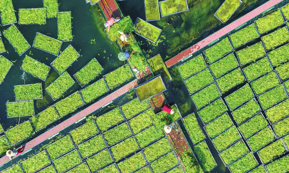 Workers brave the heat to plant aquatic vegetables at the Nanshan 