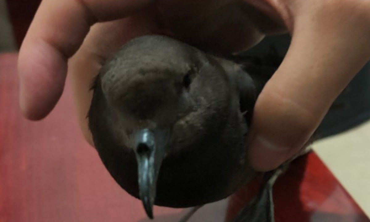 Affected by the Typhoon Doksuri, a storm petrel was forced to leave the sea and was blown into a resident's home in Central China's Henan Province. Photo: web