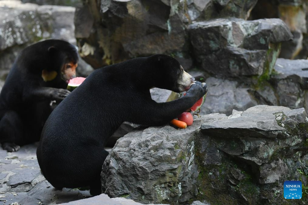 Sun bears enjoy fruits at Hangzhou Zoo in Hangzhou, east China's Zhejiang Province, Aug. 2, 2023. A video of a four-year-old sun bear standing upright like a human being at Hangzhou Zoo in east China's Zhejiang Province went viral on social media recently, attracting an increased number of tourists coming here to see it.(Photo: Xinhua)