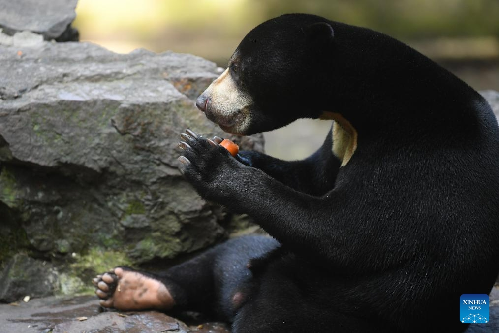 A sun bear eats a carrot at Hangzhou Zoo in Hangzhou, east China's Zhejiang Province, Aug. 2, 2023. A video of a four-year-old sun bear standing upright like a human being at Hangzhou Zoo in east China's Zhejiang Province went viral on social media recently, attracting an increased number of tourists coming here to see it.(Photo: Xinhua)