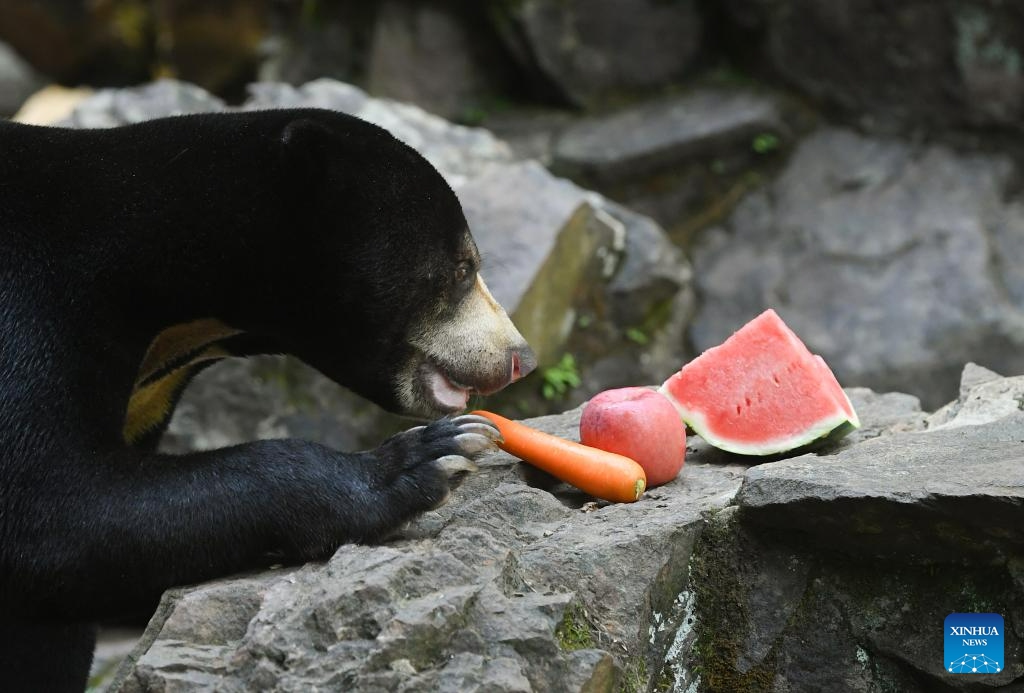 A sun bear eats a carrot at Hangzhou Zoo in Hangzhou, east China's Zhejiang Province, Aug. 2, 2023. A video of a four-year-old sun bear standing upright like a human being at Hangzhou Zoo in east China's Zhejiang Province went viral on social media recently, attracting an increased number of tourists coming here to see it.(Photo: Xinhua)