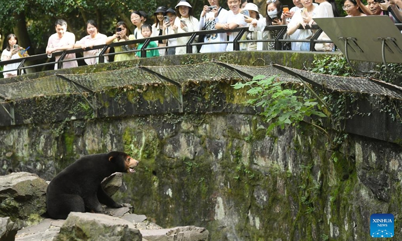 A sun bear interacts with tourists at Hangzhou Zoo in Hangzhou, east China's Zhejiang Province, Aug. 2, 2023. A video of a four-year-old sun bear standing upright like a human being at Hangzhou Zoo in east China's Zhejiang Province went viral on social media recently, attracting an increased number of tourists coming here to see it.(Photo: Xinhua)