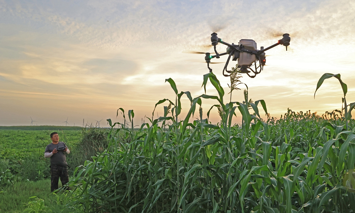 A farmer uses a drone to spread fertilizer for sorghum at a farm in Anqing, East China's Anhui Province on August 6, 2023. As autumn is coming, farmers across the country have ramped up efforts to strengthen crop care through fertilizer and dosing, in a bid to ensure an autumn harvest. Photo: VCG