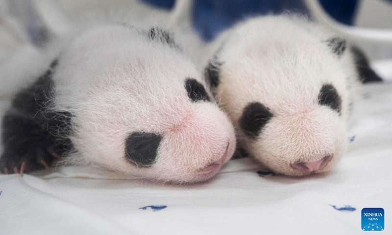 This photo taken on Aug. 6, 2023 shows two one-month-old giant panda cubs at Everland Resort in Yongin, South Korea. The female twin cubs born on July 7 this year turned one month old Monday, weighing 1.1 kilograms and 1.2 kilograms each.(Photo: Xinhua)