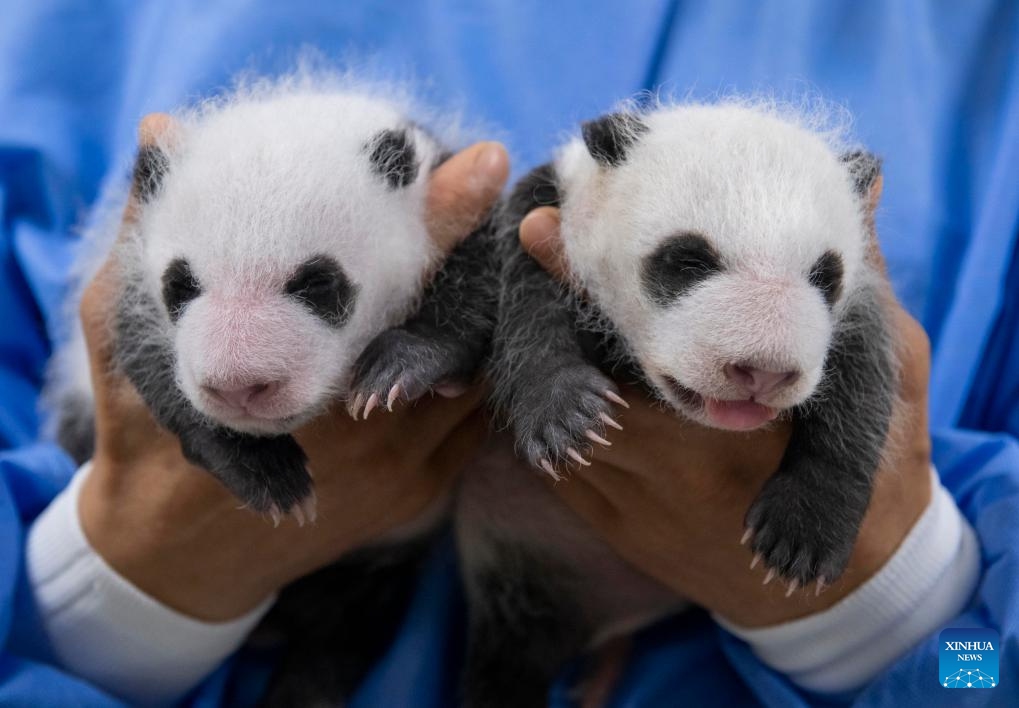 This photo taken on Aug. 6, 2023 shows two one-month-old giant panda cubs at Everland Resort in Yongin, South Korea. The female twin cubs born on July 7 this year turned one month old Monday, weighing 1.1 kilograms and 1.2 kilograms each.(Photo: Xinhua)