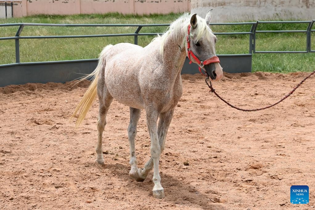 This photo taken on Aug. 6, 2023 shows a Shandan stallion at the Shandan Horse Breeding Farm in Shandan County, Zhangye City, northwest China's Gansu Province. Lying at the foothill of the Qilian Mountains, the Shandan Horse Breeding Farm has a history of over 2,000 years and now serves as a major horse breeding facility in China. Shandan horse, a species exclusively bred by the farm, boasts physical fitness and good endurance.(Photo: Xinhua)