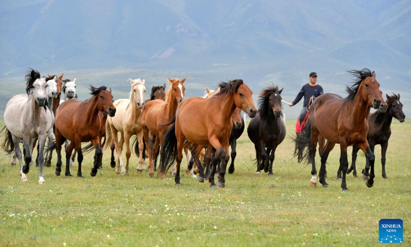 This photo taken on Aug. 6, 2023 shows Shandan horses at the Shandan Horse Breeding Farm in Shandan County, Zhangye City, northwest China's Gansu Province. Lying at the foothill of the Qilian Mountains, the Shandan Horse Breeding Farm has a history of over 2,000 years and now serves as a major horse breeding facility in China. Shandan horse, a species exclusively bred by the farm, boasts physical fitness and good endurance.(Photo: Xinhua)