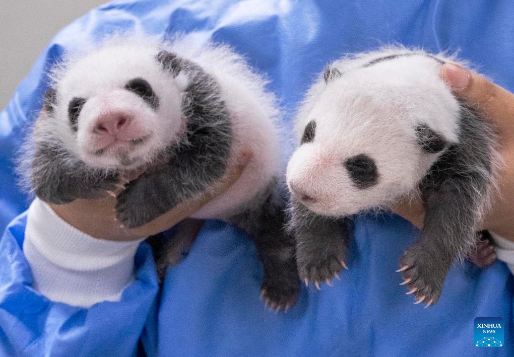 This photo taken on Aug. 6, 2023 shows two one-month-old giant panda cubs at Everland Resort in Yongin, South Korea. The female twin cubs born on July 7 this year turned one month old Monday, weighing 1.1 kilograms and 1.2 kilograms each.(Photo: Xinhua)