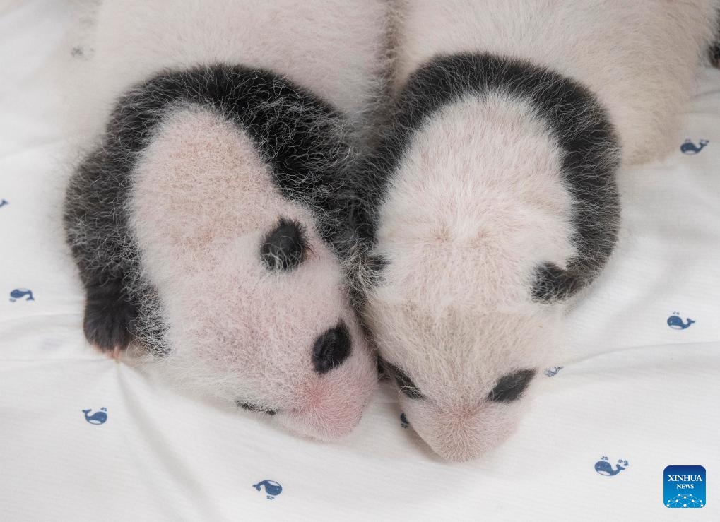 This photo taken on Aug. 6, 2023 shows two one-month-old giant panda cubs at Everland Resort in Yongin, South Korea. The female twin cubs born on July 7 this year turned one month old Monday, weighing 1.1 kilograms and 1.2 kilograms each.(Photo: Xinhua)