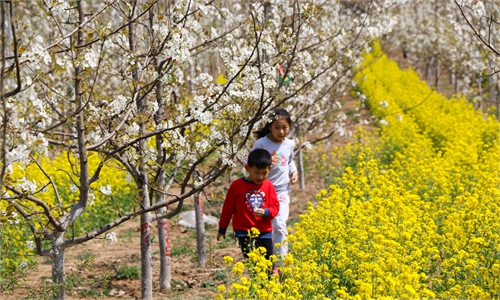 From saplings to trees, the pear industry revitalizes Changcun in N ...