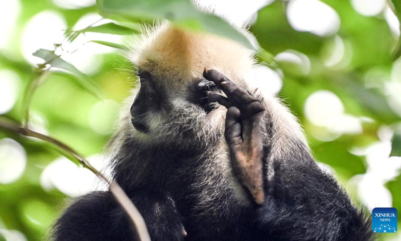 A white-headed langur cleans its ears at a national nature reserve in Luobai Town of Jiangzhou District, Chongzuo City, south China's Guangxi Zhuang Autonomous Region, Aug. 4, 2023. The white-headed langur is one of the world's most endangered primate species and exclusive to China. The endangered animal, characterized by the white hair on their heads, are spotted in the karst hills between the Zuojiang and Mingjiang rivers in the city of Chongzuo, Guangxi.(Photo: Xinhua)