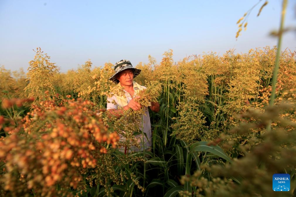 A farmer works in a sorghum field in Pingyi County of Linyi City, east China's Shandong Province, Aug. 7, 2023. Tuesday marks Liqiu, or the beginning of autumn, the first day of autumn on the Chinese lunar calendar. Farmers in different areas of the country are busy with harvesting.(Photo: Xinhua)