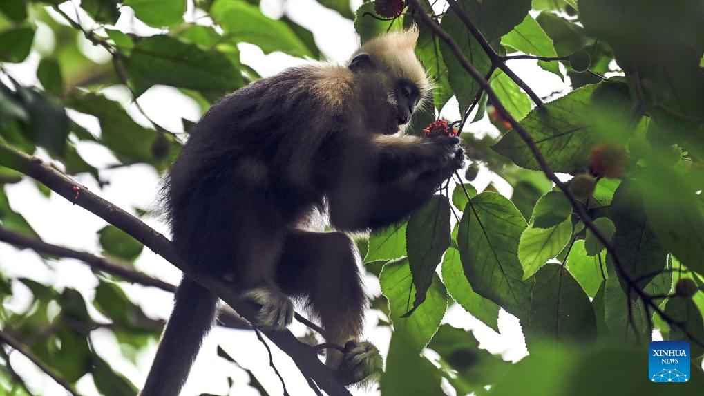 A white-headed langur forages at a national nature reserve in Luobai Town of Jiangzhou District, Chongzuo City, south China's Guangxi Zhuang Autonomous Region, Aug. 4, 2023. The white-headed langur is one of the world's most endangered primate species and exclusive to China. The endangered animal, characterized by the white hair on their heads, are spotted in the karst hills between the Zuojiang and Mingjiang rivers in the city of Chongzuo, Guangxi.(Photo: Xinhua)