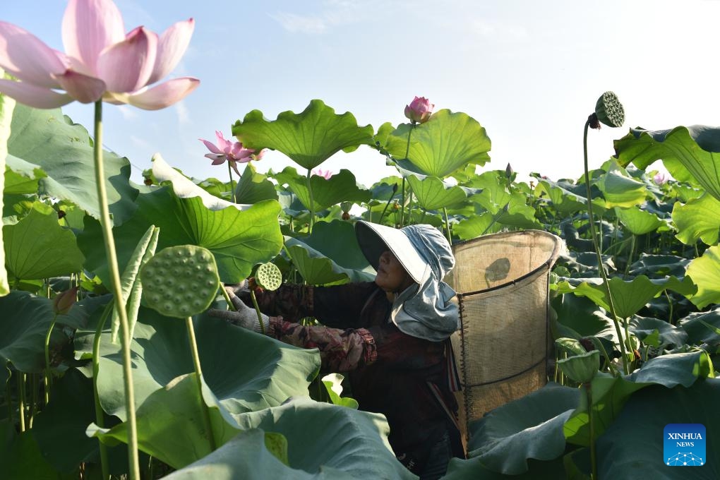 A farmer collects lotus seedpods in Hengdong County of Hengyang City, central China's Hunan Province, Aug. 7, 2023. Tuesday marks Liqiu, or the beginning of autumn, the first day of autumn on the Chinese lunar calendar. Farmers in different areas of the country are busy with harvesting.(Photo: Xinhua)