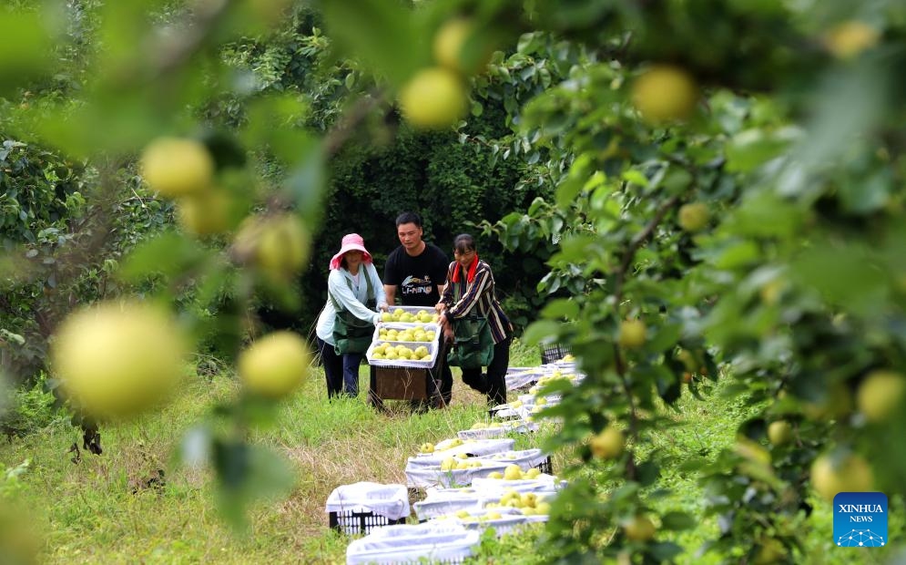 Farmers transport newly-picked pears in Yicheng District of Zhumadian City, central China's Henan Province, Aug. 7, 2023. Tuesday marks Liqiu, or the beginning of autumn, the first day of autumn on the Chinese lunar calendar. Farmers in different areas of the country are busy with harvesting.(Photo: Xinhua)