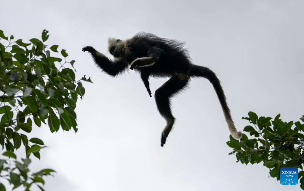 A white-headed langur leaps at a national nature reserve in Luobai Town of Jiangzhou District, Chongzuo City, south China's Guangxi Zhuang Autonomous Region, Aug. 5, 2023. The white-headed langur is one of the world's most endangered primate species and exclusive to China. The endangered animal, characterized by the white hair on their heads, are spotted in the karst hills between the Zuojiang and Mingjiang rivers in the city of Chongzuo, Guangxi.(Photo: Xinhua)