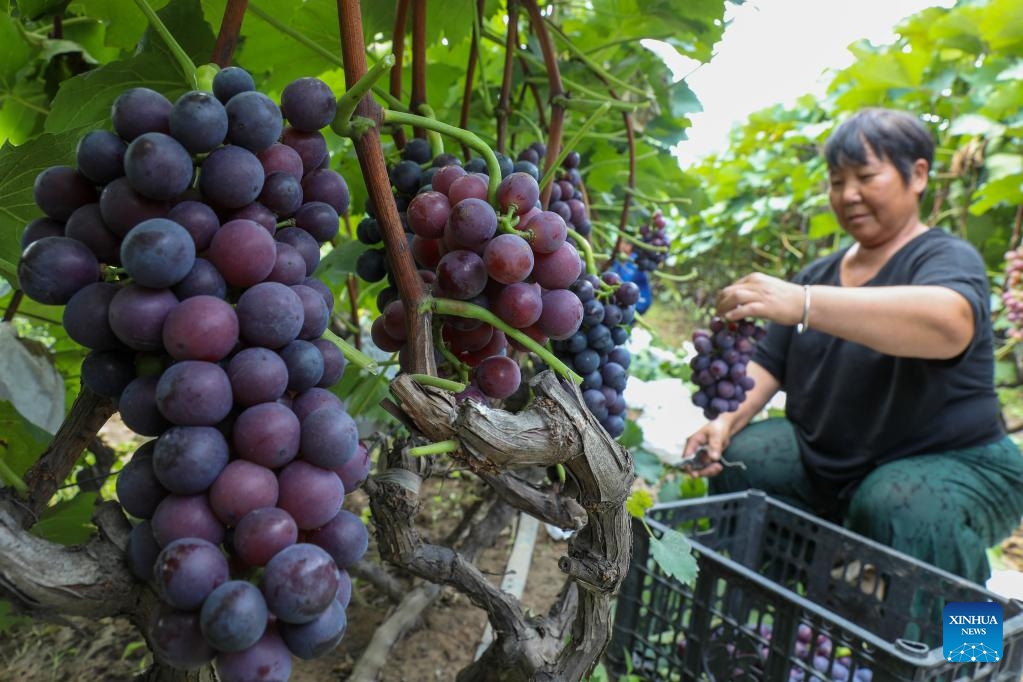 A farmer collects grapes at a grape planting base in Zhangbaqiao Township, Baofeng County, central China's Henan Province, Aug. 7, 2023. Tuesday marks Liqiu, or the beginning of autumn, the first day of autumn on the Chinese lunar calendar. Farmers in different areas of the country are busy with harvesting.(Photo: Xinhua)