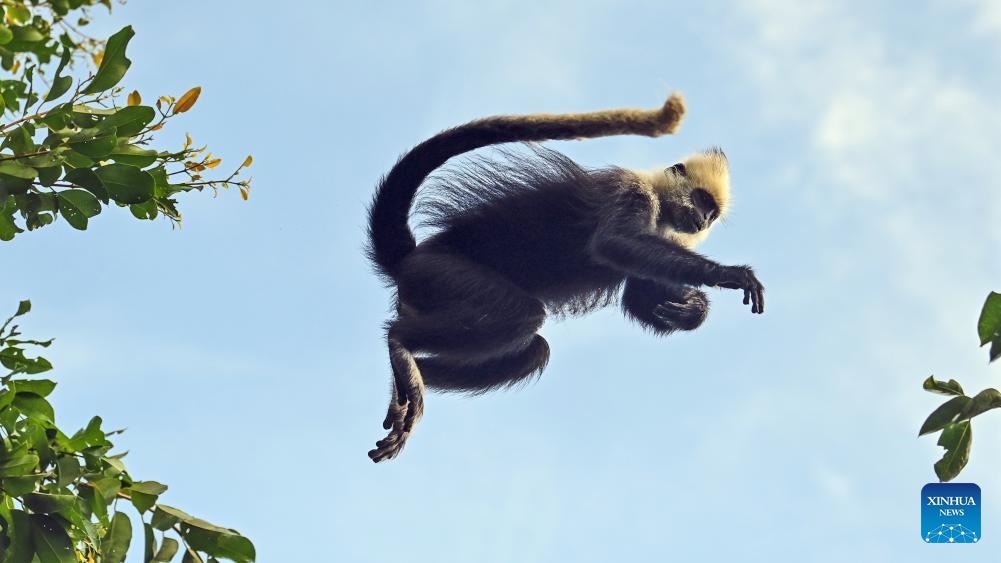 A white-headed langur leaps at a national nature reserve in Luobai Town of Jiangzhou District, Chongzuo City, south China's Guangxi Zhuang Autonomous Region, Aug. 5, 2023. The white-headed langur is one of the world's most endangered primate species and exclusive to China. The endangered animal, characterized by the white hair on their heads, are spotted in the karst hills between the Zuojiang and Mingjiang rivers in the city of Chongzuo, Guangxi.(Photo: Xinhua)