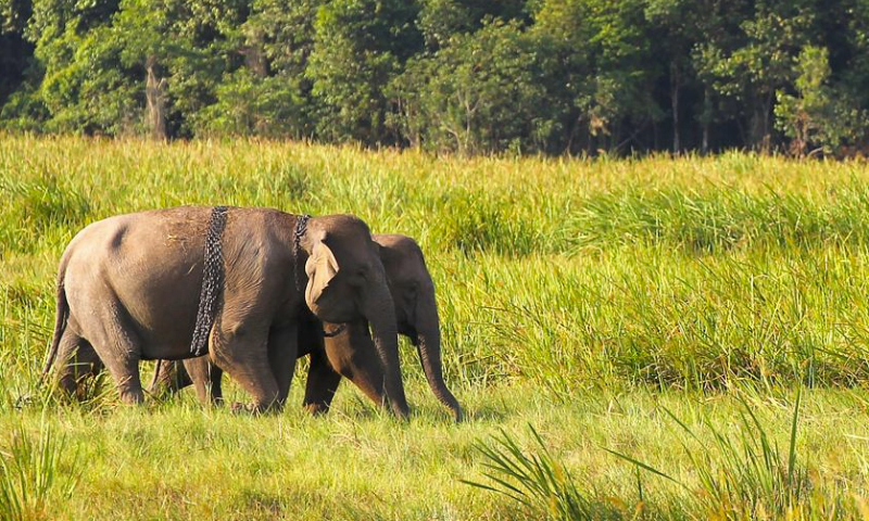 Two Sumatran elephants are seen at Way Kambas National Park in Lampung, Indonesia, Aug. 12, 2023. World Elephant Day falls on Aug. 12. It is an annual event to raise people's awareness on elephant conservation. (Photo by Yorri Farli/Xinhua)