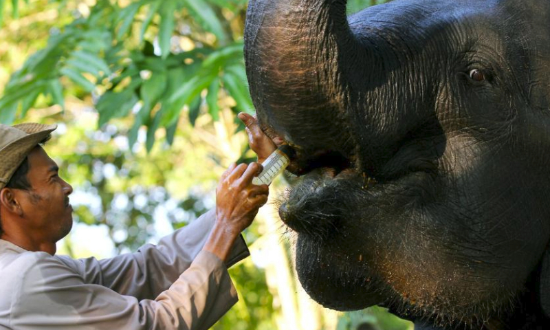 A mahout injects medicine to treat a wounded Sumatran elephant at Way Kambas National Park in Lampung, Indonesia, Aug. 12, 2023. World Elephant Day falls on Aug. 12. It is an annual event to raise people's awareness on elephant conservation. (Photo by Yorri Farli/Xinhua)