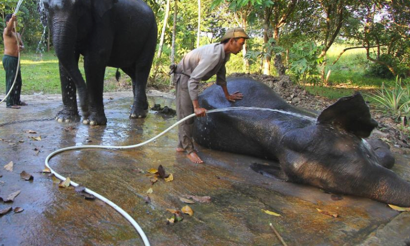 Mahouts help two Sumatran elephants take a bath at Way Kambas National Park in Lampung, Indonesia, Aug. 12, 2023. World Elephant Day falls on Aug. 12. It is an annual event to raise people's awareness on elephant conservation. (Photo by Yorri Farli/Xinhua)