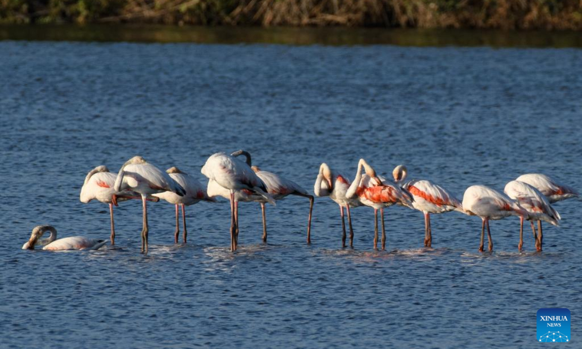 Flamingos are seen in the Agamon Hula Lake area of the Hula Valley in northern Israel, during the migration season on Aug. 10, 2023. Photo:Xinhua