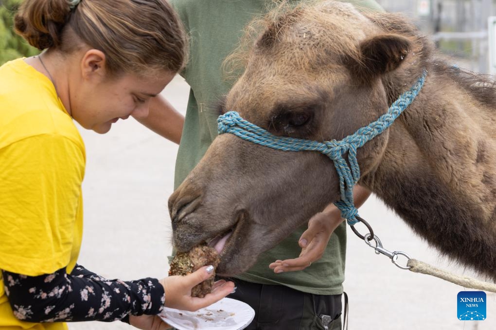 A Bactrian camel tastes a piece of special cake edible for both humans and animals at Budapest Zoo in Budapest, Hungary, Aug. 9, 2023. Budapest Zoo celebrated its 157th anniversary on Wednesday.(Photo: Xinhua)