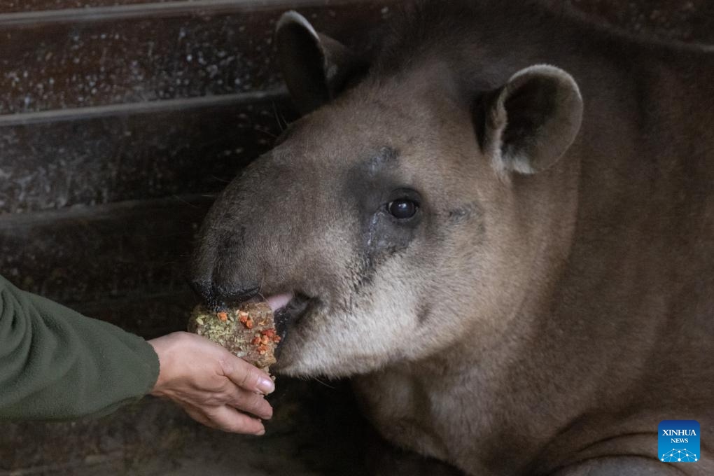 A lowland tapir tastes a piece of special cake edible for both humans and animals at Budapest Zoo in Budapest, Hungary, Aug. 9, 2023. Budapest Zoo celebrated its 157th anniversary on Wednesday.(Photo: Xinhua)