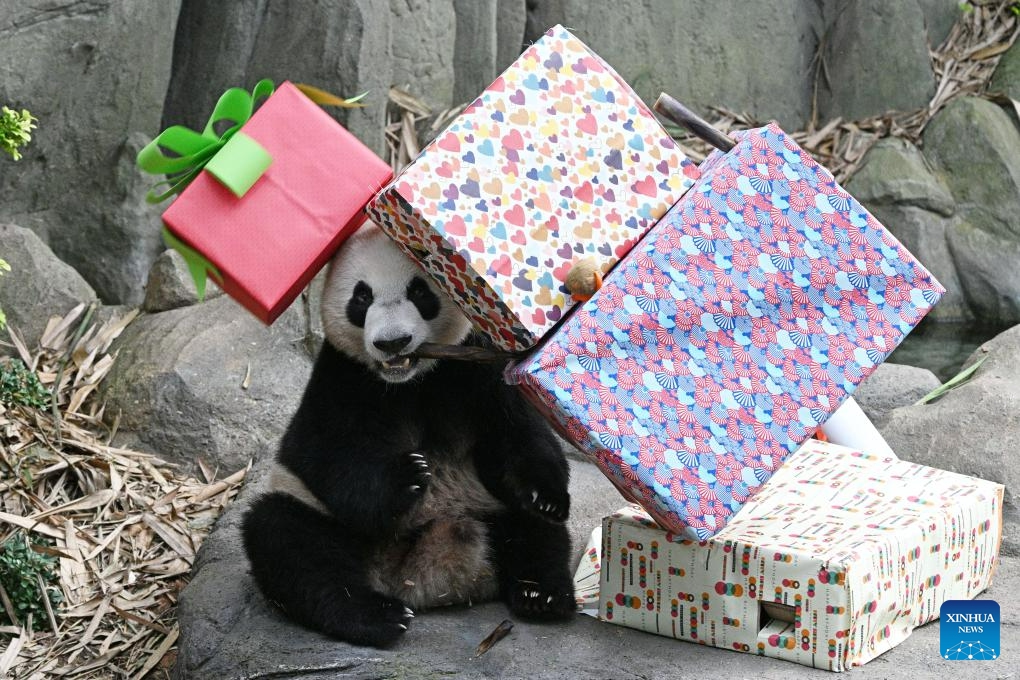 Giant panda Le Le, the first giant panda born in Singapore, enjoys food at its second birthday party held in Singapore's River Wonders, on Aug. 14, 2023.(Photo: Xinhua)