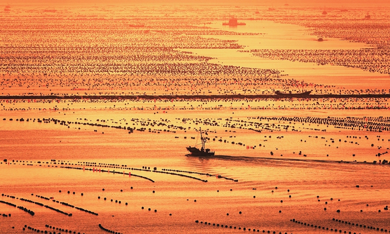 Fishermen in Changhai county in Dalian, Northeast China's Liaoning Province harvest oysters and sell them to other markets after processing and packing on August 15, 2023. The county achieved a total output value of 5.49 billion yuan ($754 million) in the first six months this year in agriculture, forestry, animal husbandry and fishery, rising 4.1 percent over last year.  Photo: cnsphoto