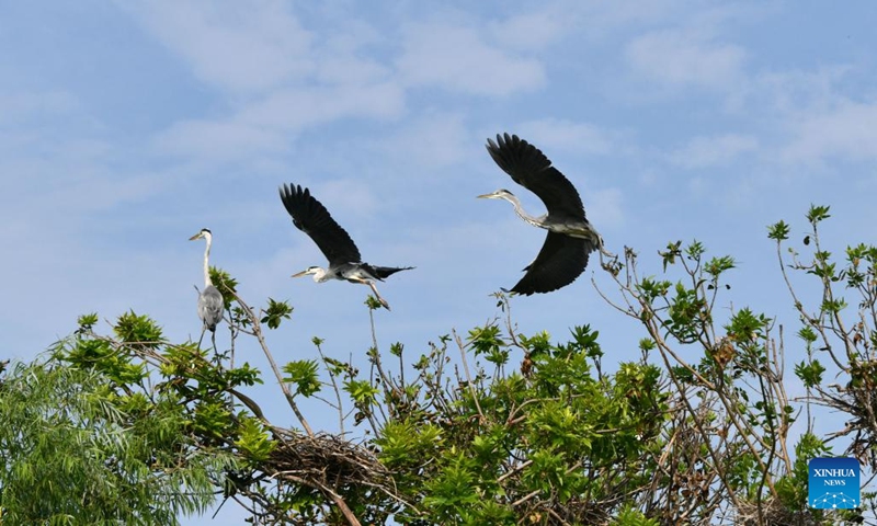 This aerial photo taken on Aug. 9, 2023 shows herons on the trees at a wetland in Wenting Lake of Chengwu county, Heze city, east China's Shandong Province.  In recent years, Chengwu has improved the ecological environment of local wetlands which become a paradise for wild birds.(Photo: Xinhua)