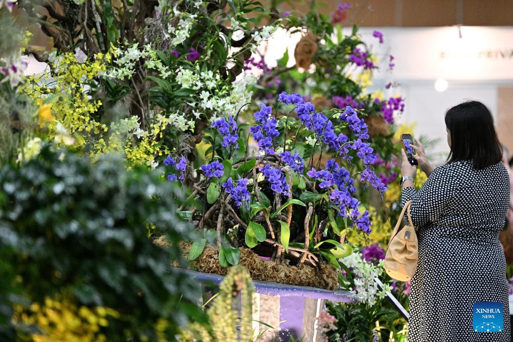 A woman visits the orchid show during the 14th Asia Pacific Orchid Conference in Singapore Expo, Singapore on Aug. 16, 2023. The 14th edition of the Asia Pacific Orchid Conference (APOC) is held from Aug. 16 to 20 at the Singapore Expo.(Photo: Xinhua)