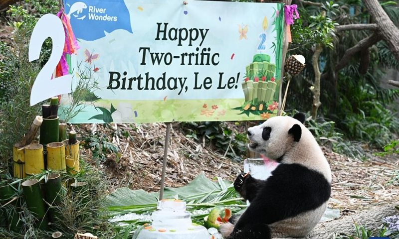 Giant panda Le Le, the first giant panda born in Singapore, enjoys food at its second birthday party held in Singapore's River Wonders, on Aug. 14, 2023.(Photo: Xinhua)