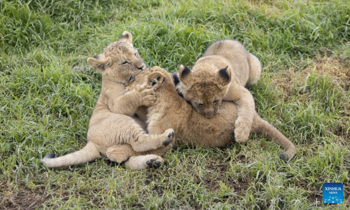 Three African lion cubs explore their habitat for the first time at Werribee Open Range Zoo in Victoria, Australia, on Aug 2, 2023. Photo:Xinhua