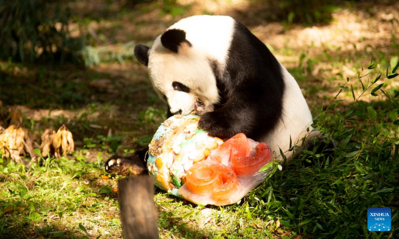 Giant panda Tian Tian enjoys an ice cake at Smithsonian's National Zoo in Washington, D.C., the United States, on Aug. 27, 2023. Giant panda Tian Tian celebrated his 26th birthday at the zoo on Sunday. (Photo by Winstead Barnes/Xinhua)