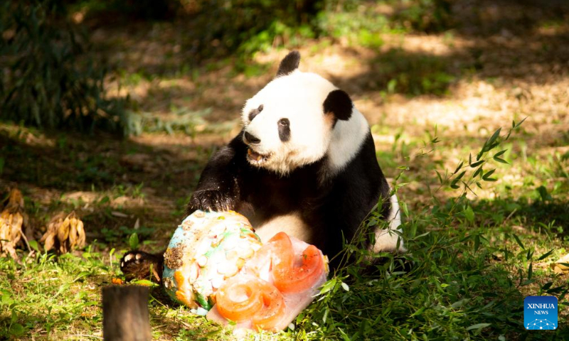 Giant panda Tian Tian enjoys an ice cake at Smithsonian's National Zoo in Washington, D.C., the United States, on Aug. 27, 2023. Giant panda Tian Tian celebrated his 26th birthday at the zoo on Sunday. (Photo by Winstead Barnes/Xinhua)