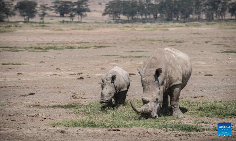 This photo taken on Sept. 2, 2023 shows rhinos at Lake Nakuru National Park in Kenya. (Xinhua/Wang Guansen)