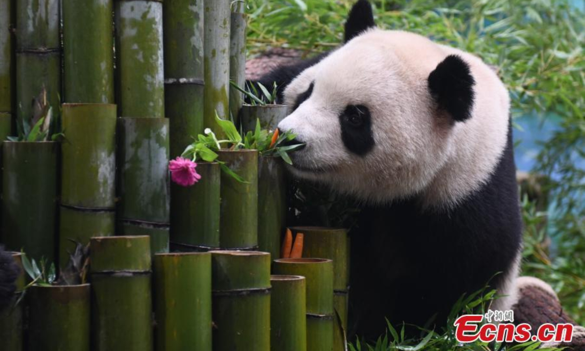 A giant panda enjoys a flower at Hangzhou Zoo in east China's Jiangsu Province, Aug 18, 2023. Photo:China News Service