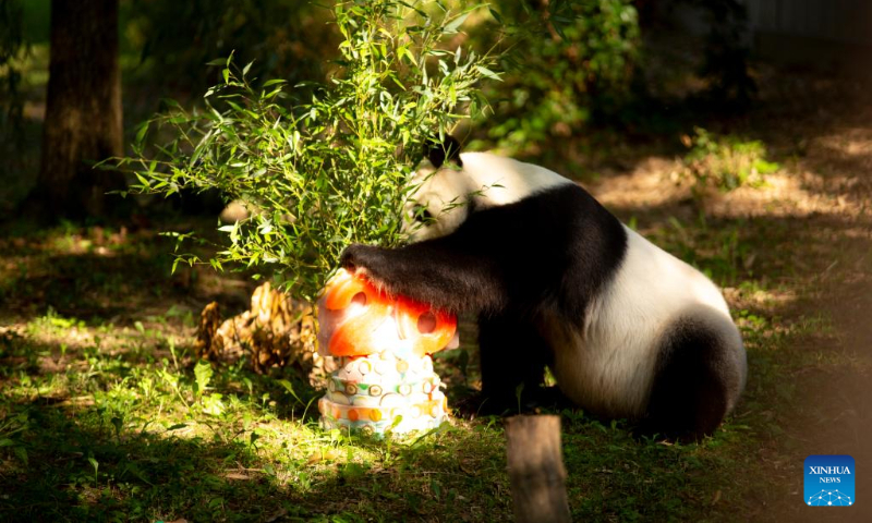 Giant panda Tian Tian enjoys an ice cake at Smithsonian's National Zoo in Washington, D.C., the United States, on Aug. 27, 2023. Giant panda Tian Tian celebrated his 26th birthday at the zoo on Sunday. (Photo by Winstead Barnes/Xinhua)